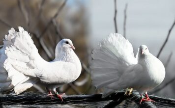 Skąd uczyć się słówek?