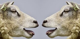 Jakie są poziomy komunikowania?