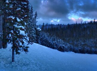 Czy po licencjacie ma się wyższe wykształcenie?