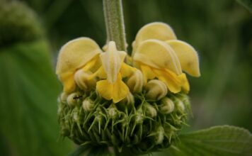 Kto to jest brand Master?